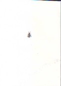 Geiger May 15, In My Studio In Vienna, An Ant Is
          Walking Along My Studios Wall.jpg