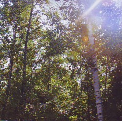 Forest.jpg