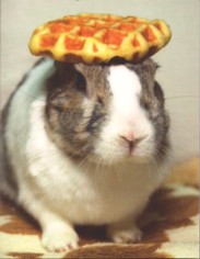 In Almost
                    Every Picture 09 rabbit.jpg