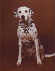 In Almost Every
          Picture 2006.JPG