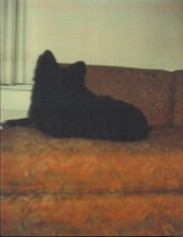 In Almost
                    Every Picture black dog 2009.jpg