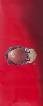 Maroto A Dream Teeth.JPG