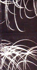 Myers Catalogue A.jpg