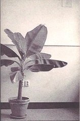 Wit (no title, number 4).jpg