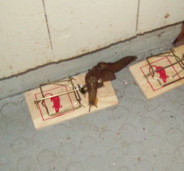 snails on mouse trap